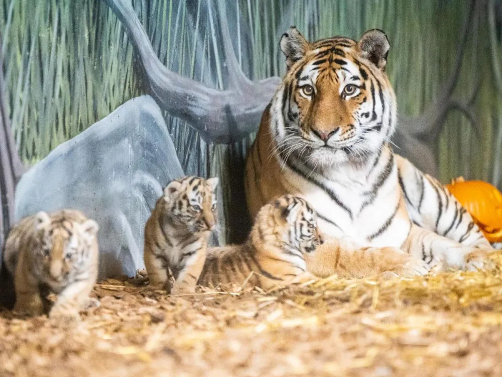 Billett til Dyreparken (1-4 dager)