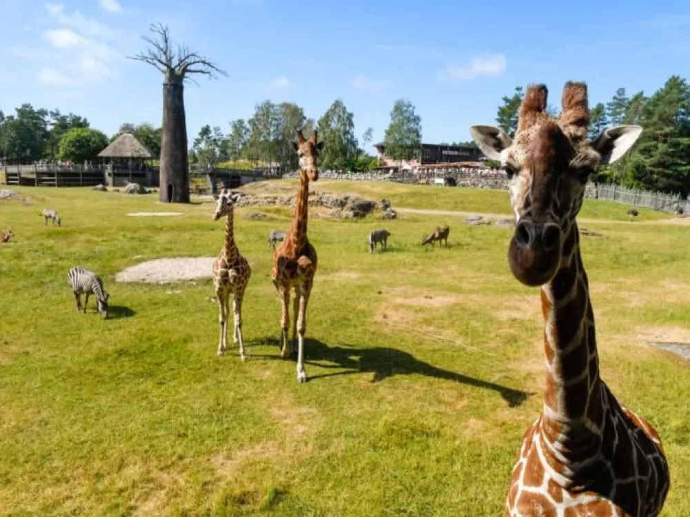 Dagsbillett - Dyreparken