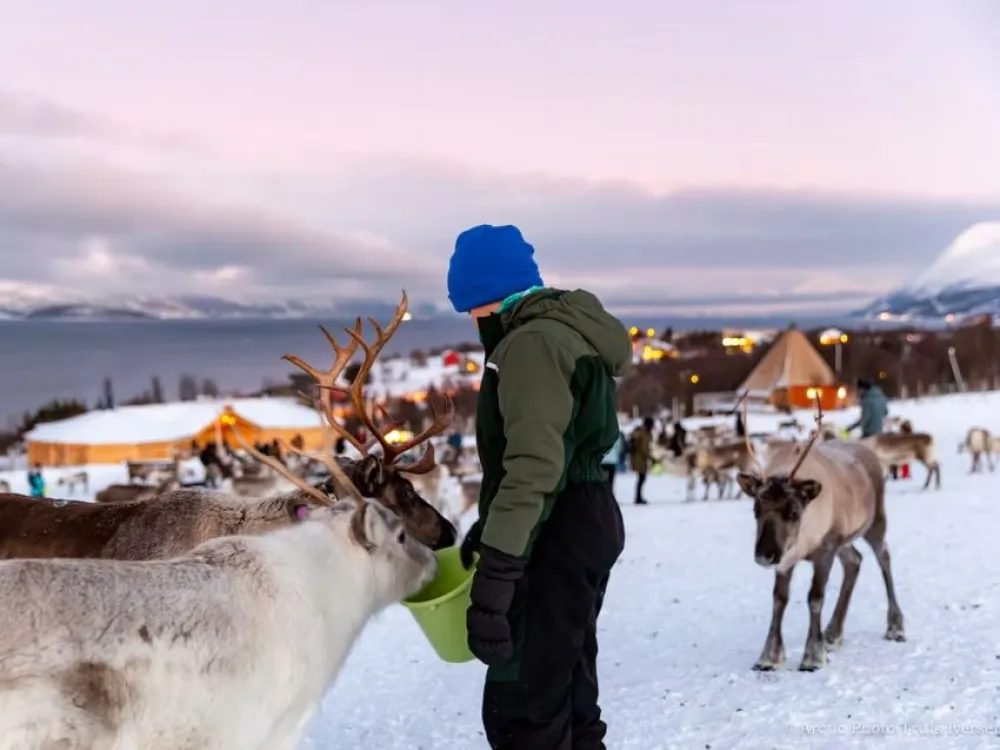 VÅGNES - Reindeer Feeding and Sami Culture