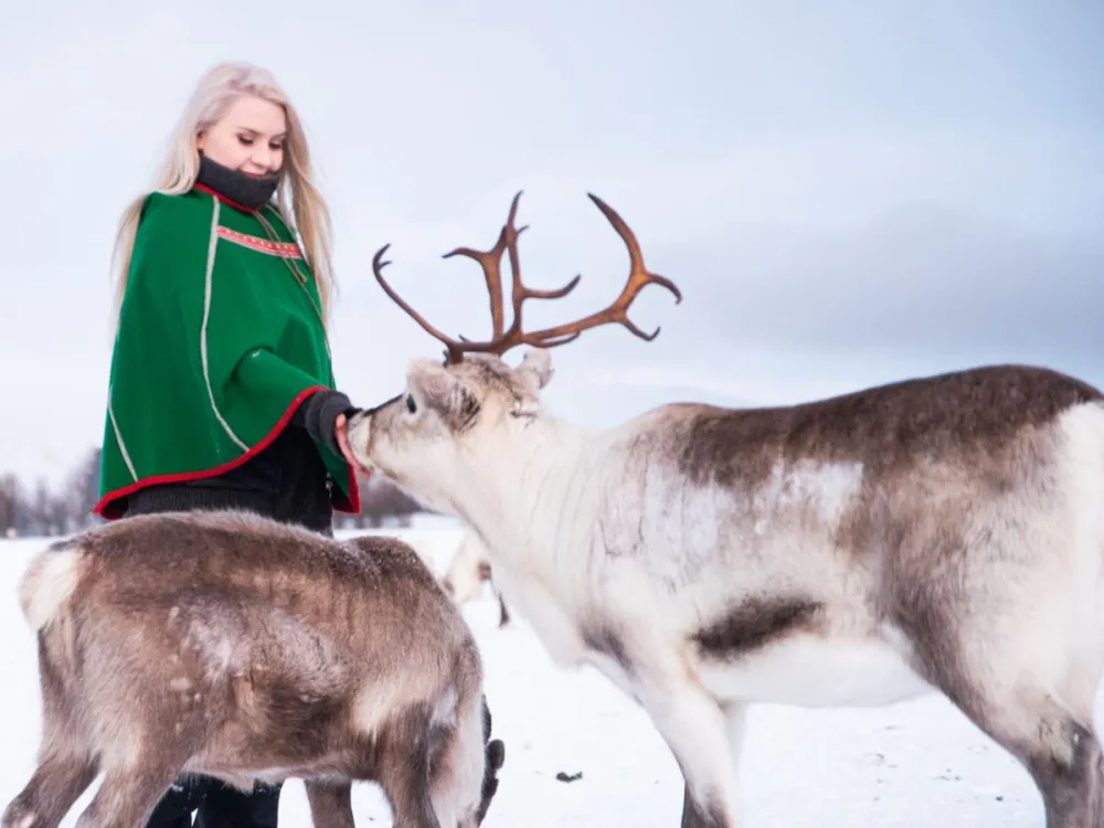 Short Reindeer Sledding, Reindeer Feeding and Sami Culture