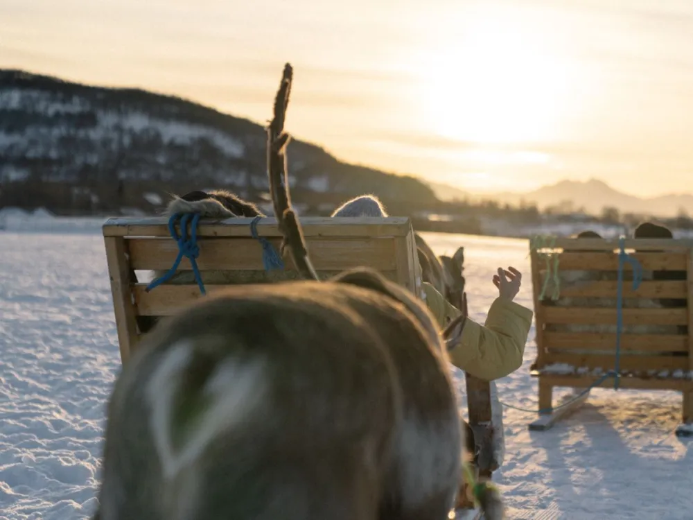 Short Reindeer Sledding, Reindeer Feeding and Sami Culture