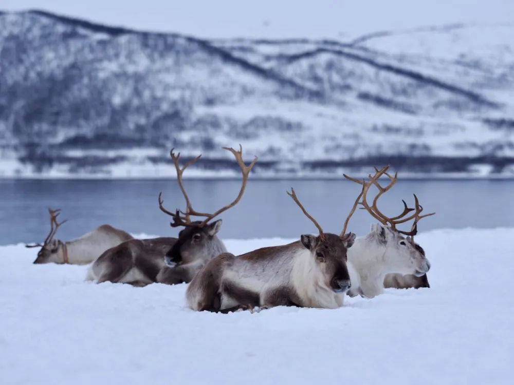 Short Reindeer Sledding, Reindeer Feeding and Sami Culture