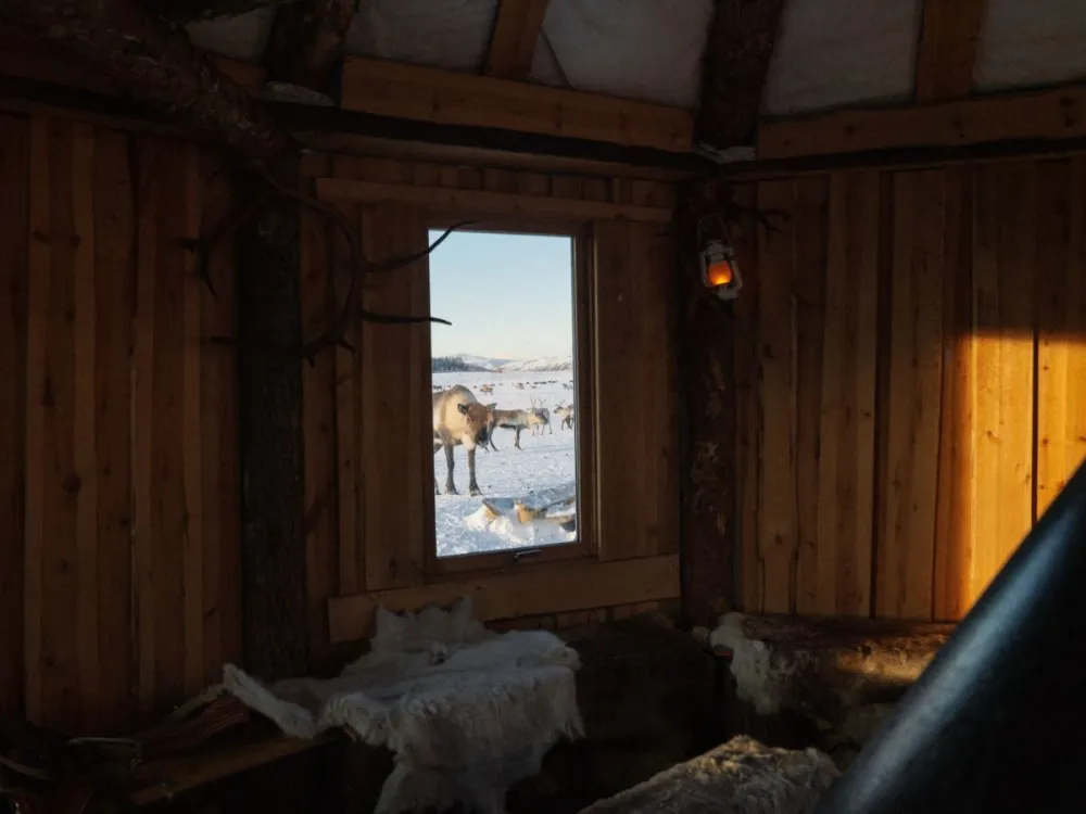 Long Reindeer Sledding, Reindeer Feeding and Sami Culture