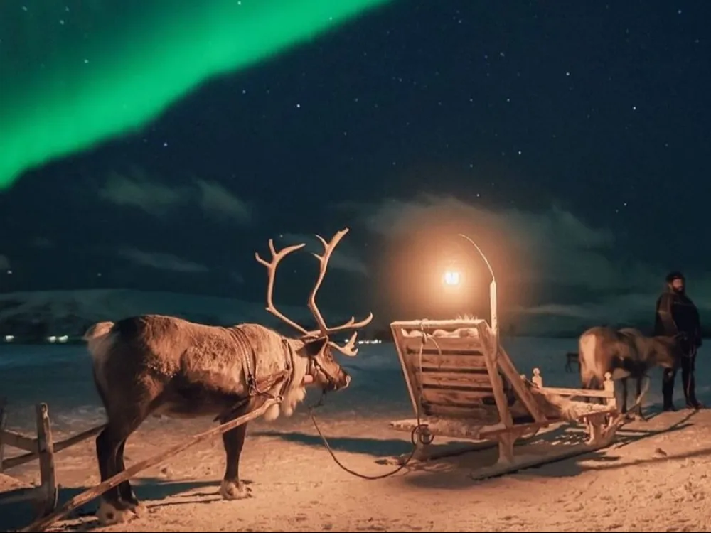 Night Reindeer Sledding with Camp Dinner and Chance of Northern Lights
