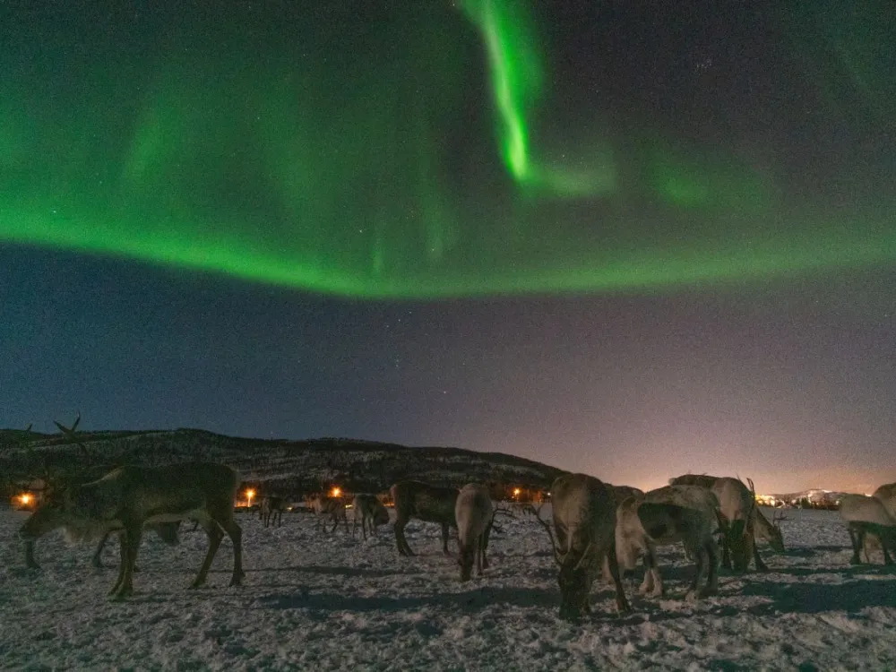 Vågnes - Reindeer Camp Visit & Aurora Chase